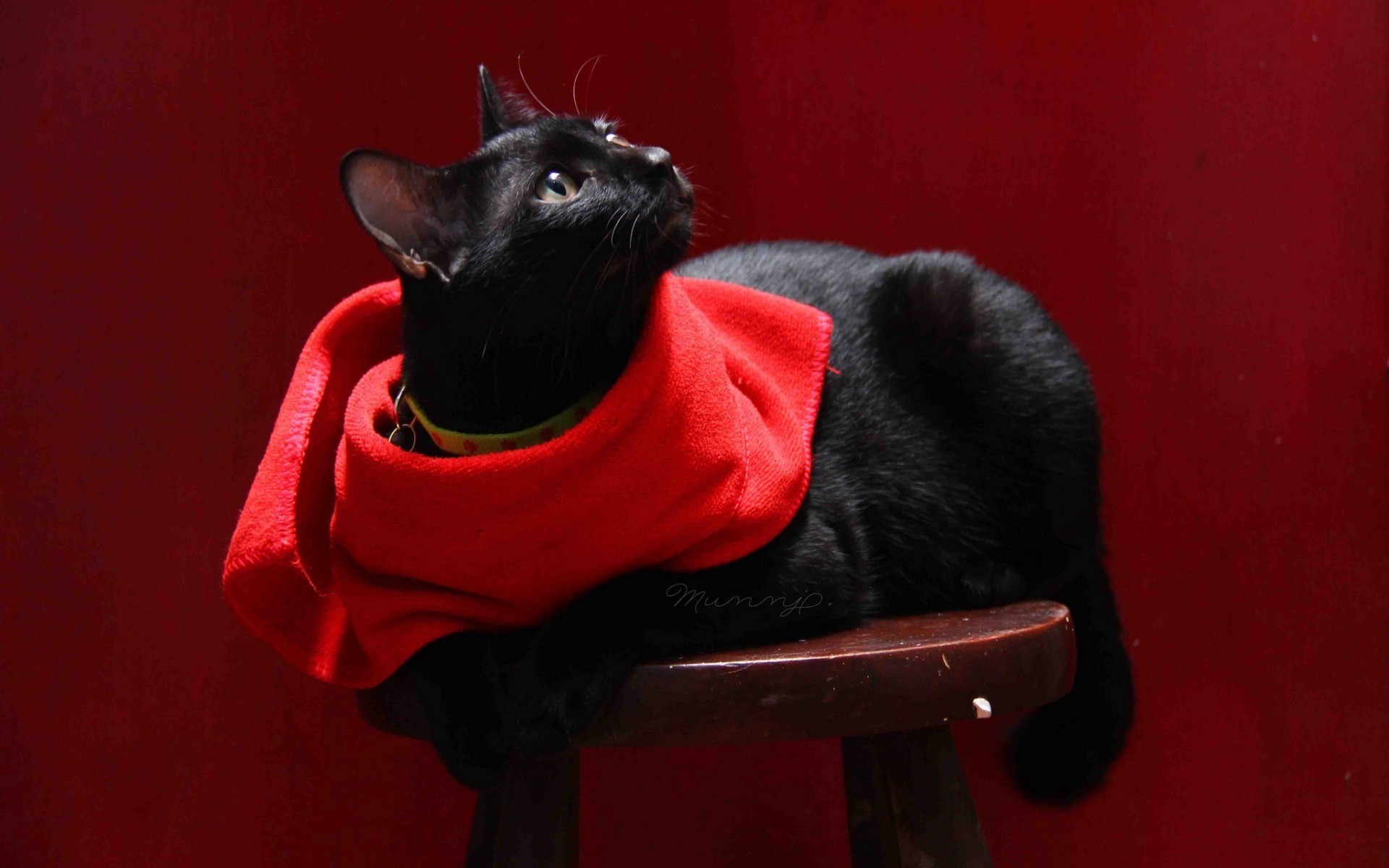 gato mamífero perro solo retrato mascota perro lindo usar ver bufanda