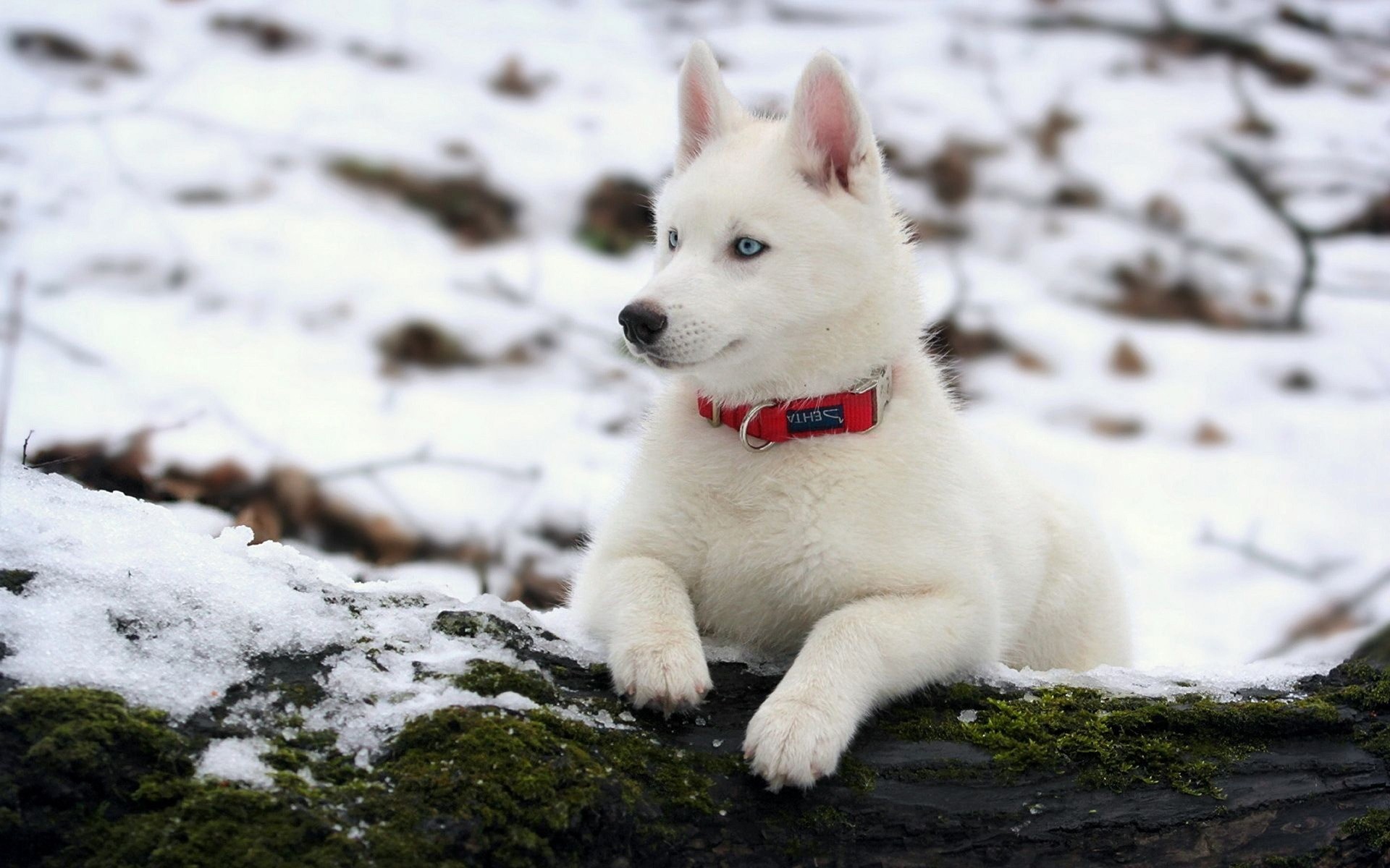 psy pies zima słodkie śnieg ssak kynolog mroźny portret husky