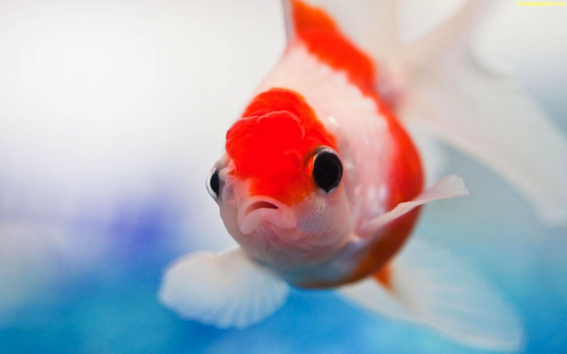 animais marinhos peixes debaixo d água peixe dourado aquário natureza água natação