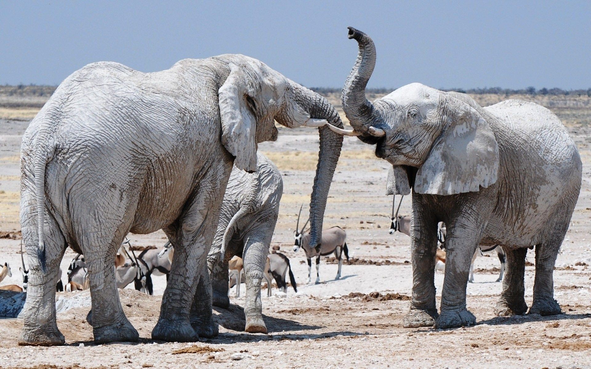 animais elefante mamífero vida selvagem animal natureza safari selvagem grande grande parque grama forte ao ar livre elefantes