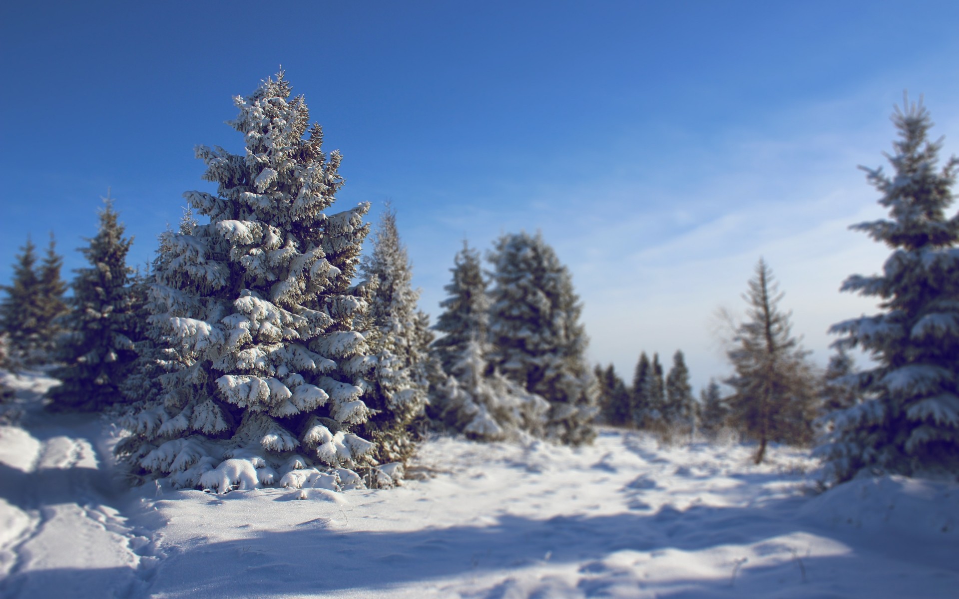 winter snow frost tree cold evergreen frozen pine wood fir landscape season ice spruce conifer scenic weather coniferous nature