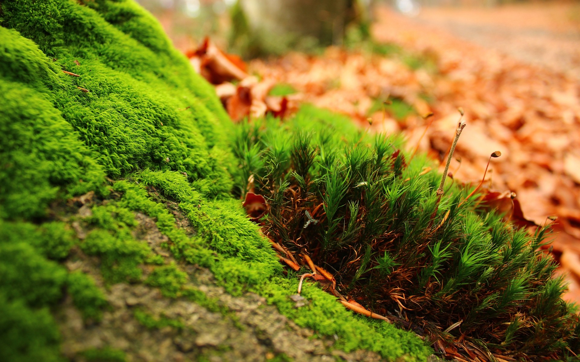 plants nature growth leaf outdoors grass flora garden summer field wood agriculture ground farm rural soil tree landscape food moss