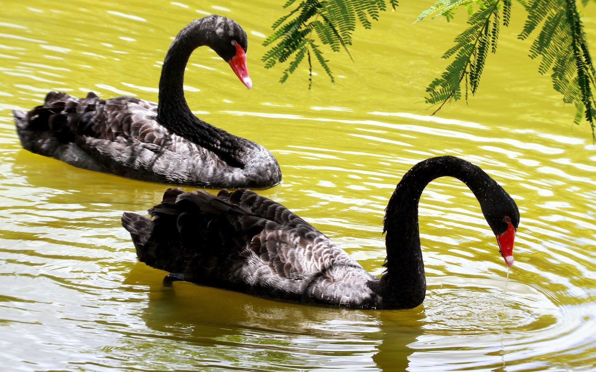 swans swan swimming bird pool water lake nature feather waterfowl duck wildlife beak river reflection neck animal wild outdoors poultry