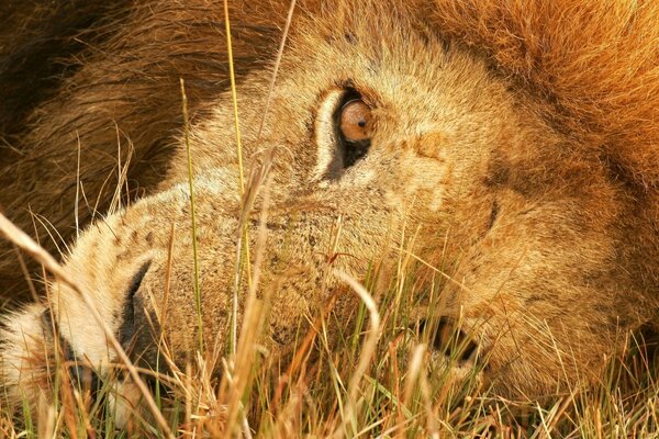 León en la naturaleza en la hierba