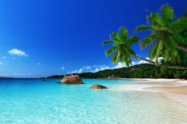 Tropical beach with blue water and palm trees