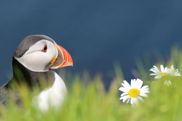 Wild bird on the grass