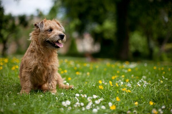 Ein Hund auf einem grünen blühenden Feld