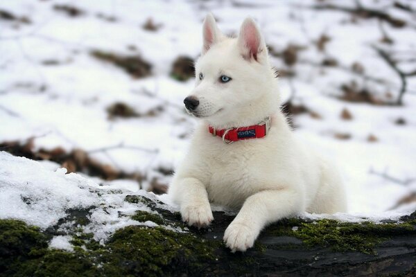 Perro con collar de Cram en invierno