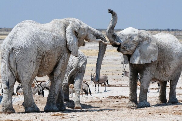 Éléphants vivant dans la nature