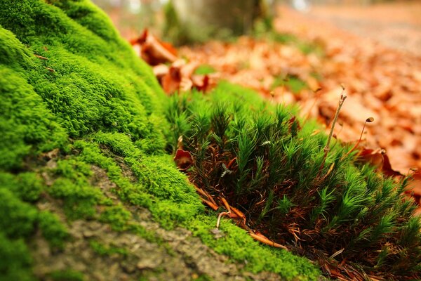 Leaves of green plants outdoors