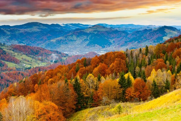 Paysage de forêt de feu d automne