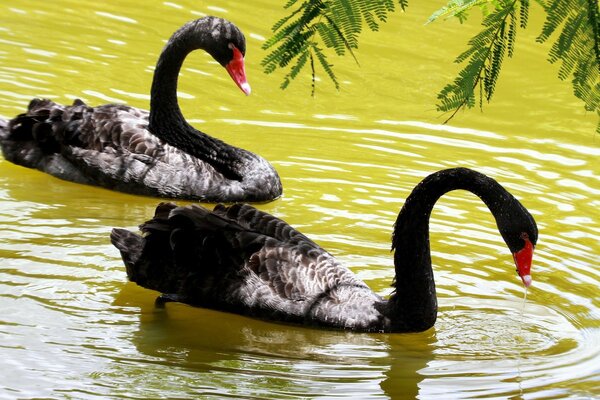 Schwarze Schwäne schwimmen auf einem Teich