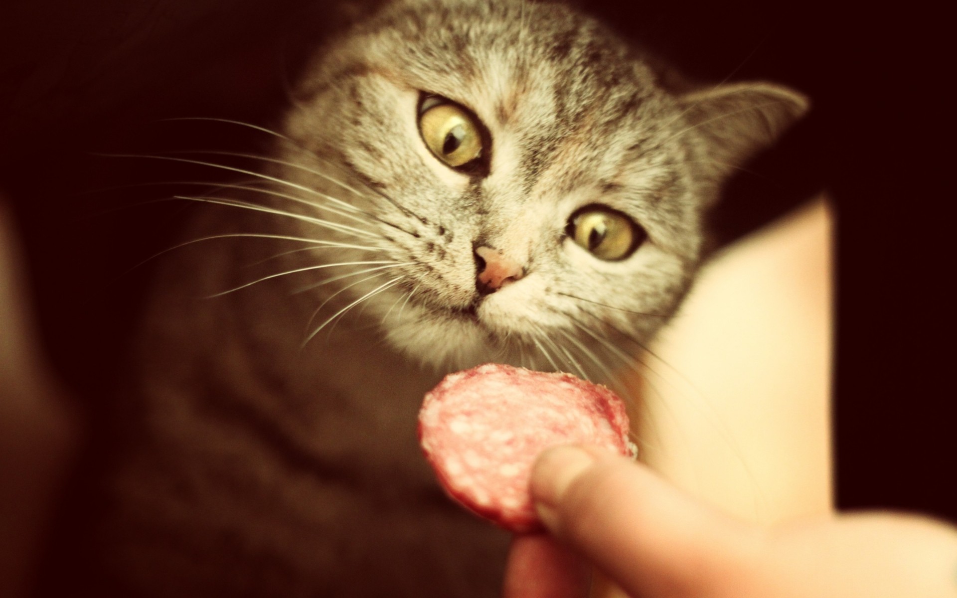 gatos lindo gato ojo retrato piel divertido pelo joven gatito bonito mascota doméstico cabeza salami comida