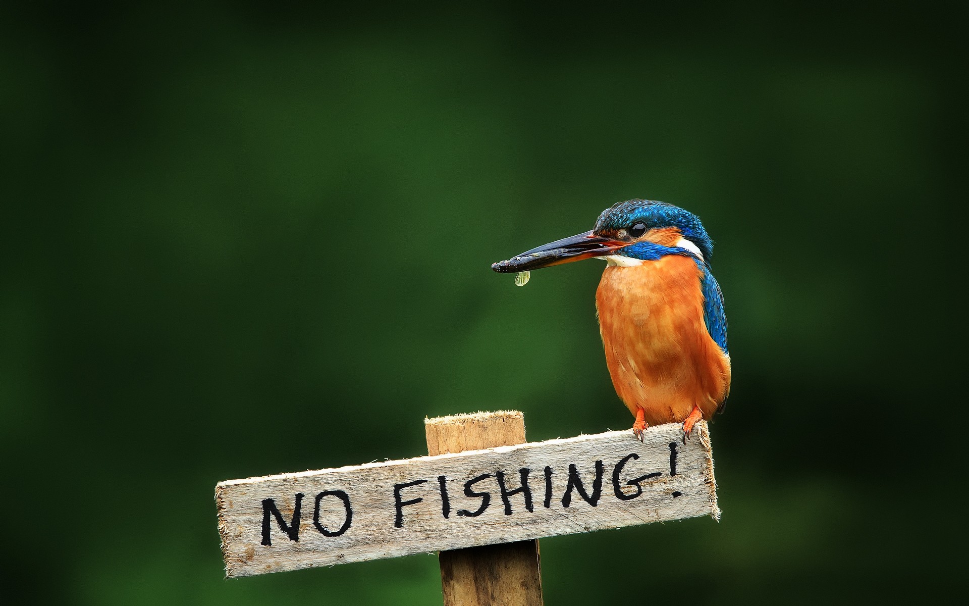 ptaki ptak przyrody natura na zewnątrz zwierząt śmieszne