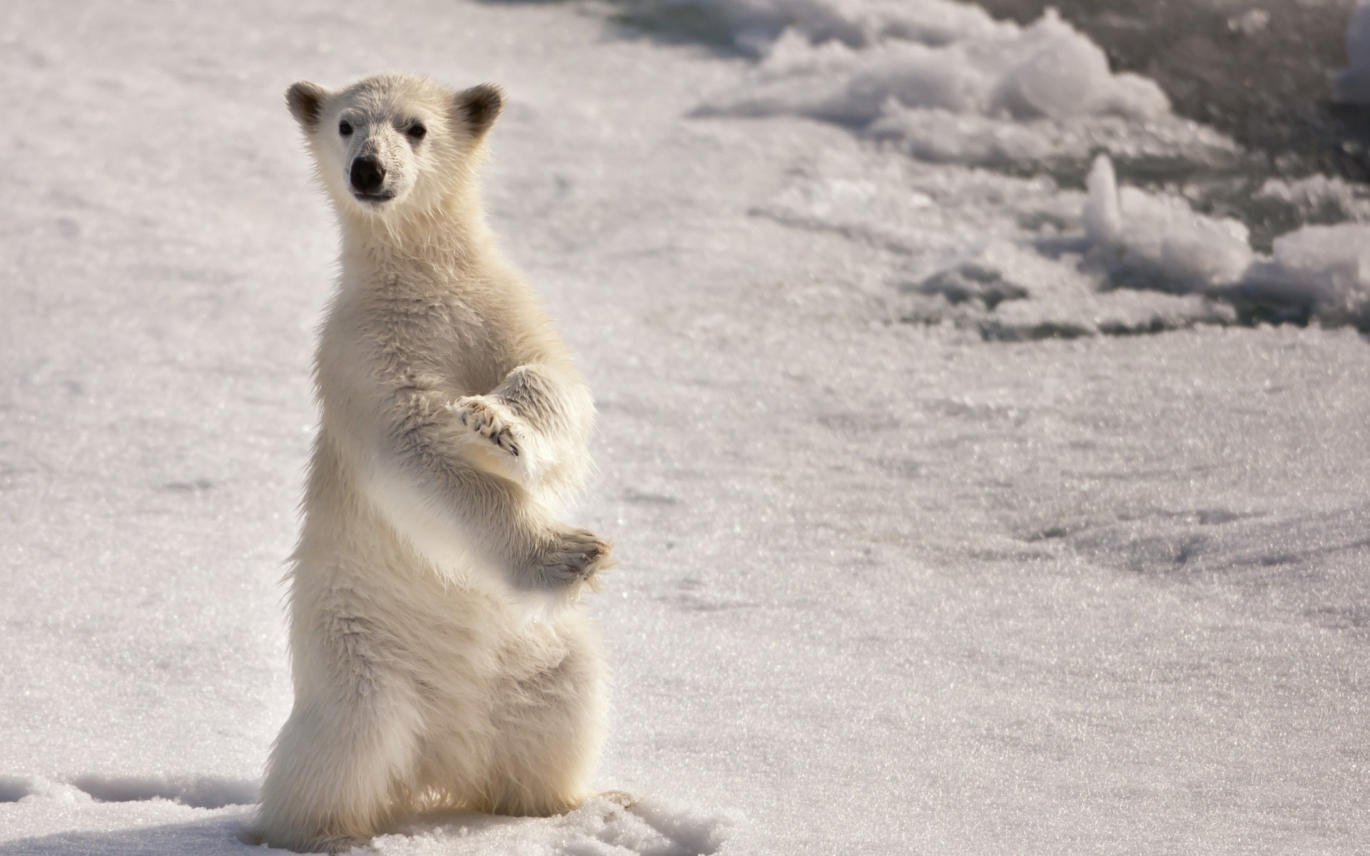 zwierzęta mroźny ssak śnieg zima natura dzika przyroda na zewnątrz niedźwiedź niedźwiedź polarny