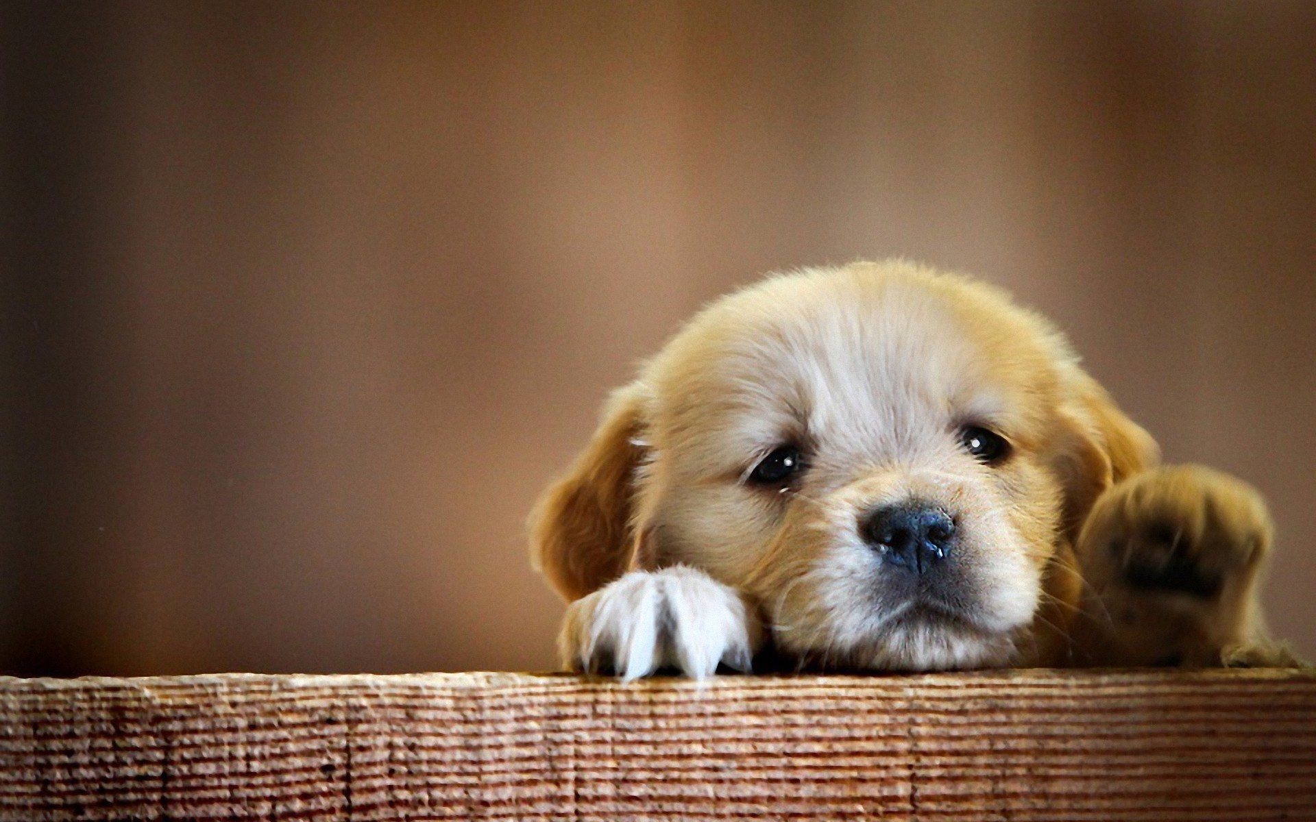 cães cão animal de estimação fofa filhote de cachorro pequeno mamífero cinegrafista animal retrato sente-se