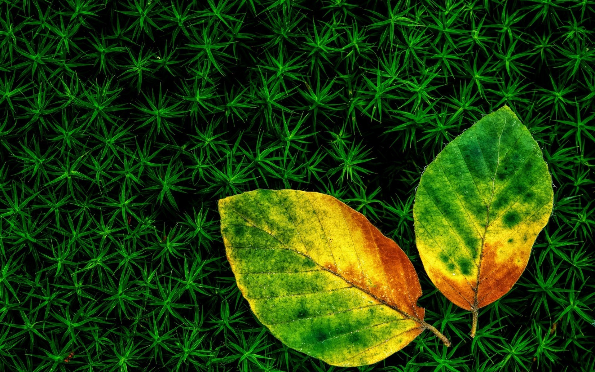 plants leaf flora desktop nature color bright texture pattern abstract growth shape beautiful leaves