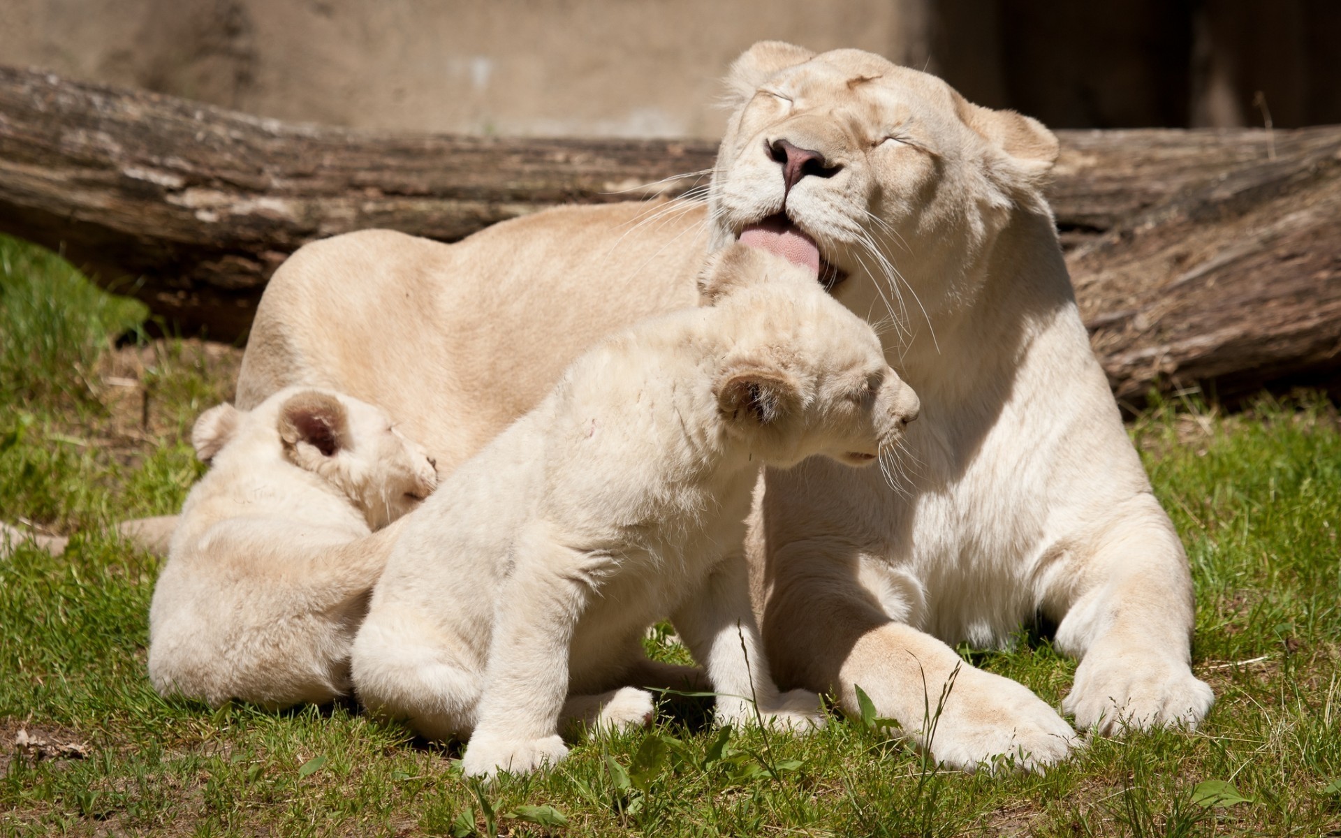 animals mammal animal zoo wildlife fur grass nature carnivore cat hunter wild predator portrait lion cute lions white lions jungle