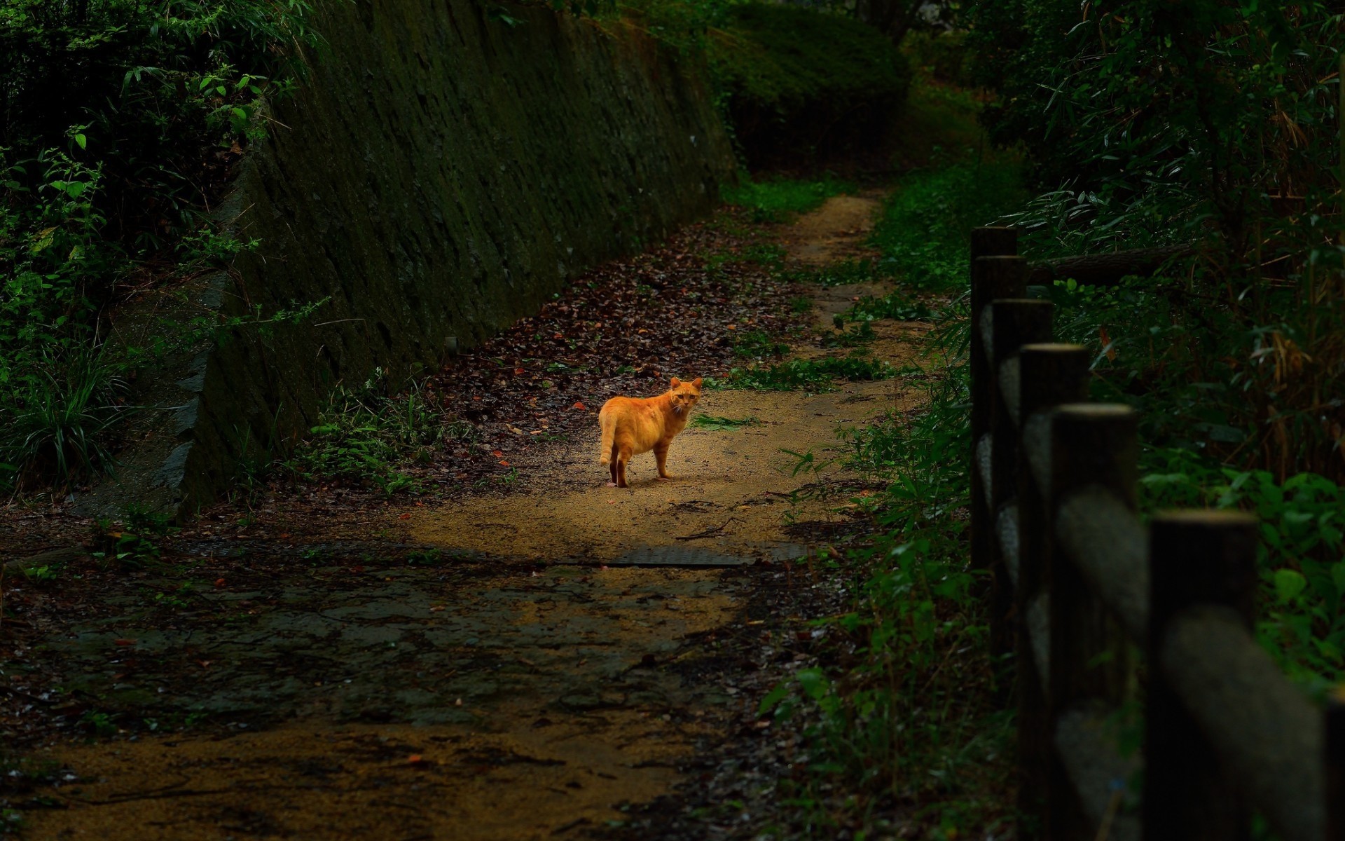 猫 哺乳动物 木材 户外 树 公园 旅游 一 野生动物 自然 景观 森林