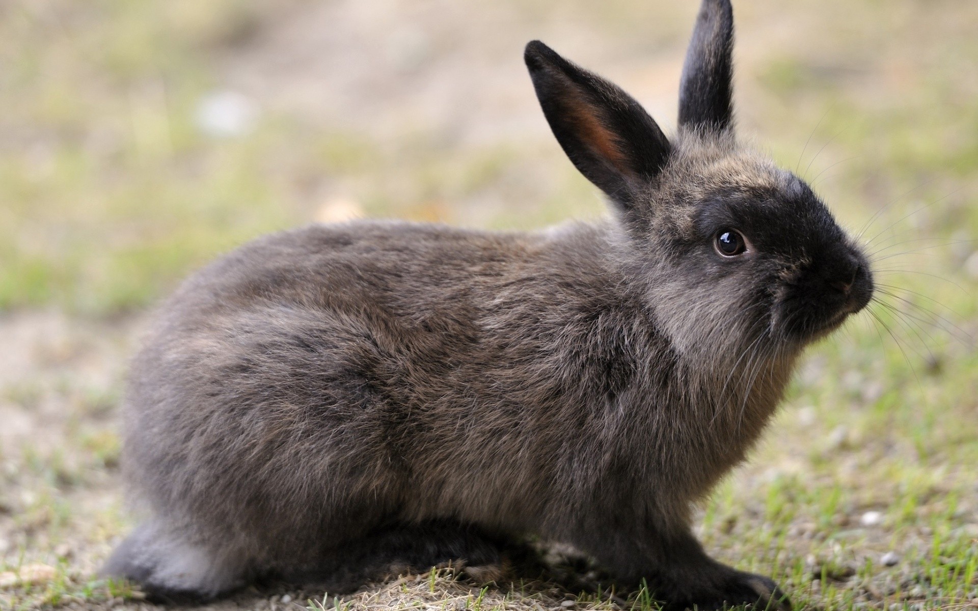 tiere säugetier niedlich tierwelt fell tier natur porträt nagetier gras wild wenig grau jung im freien flauschig ansicht flaumig sitzen kaninchen hase