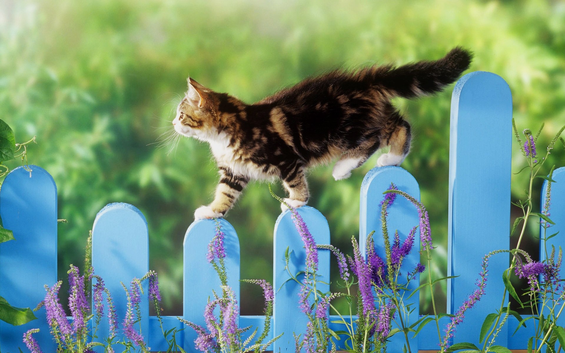 katzen natur gras niedlich im freien blume katze wenig sommer tier garten