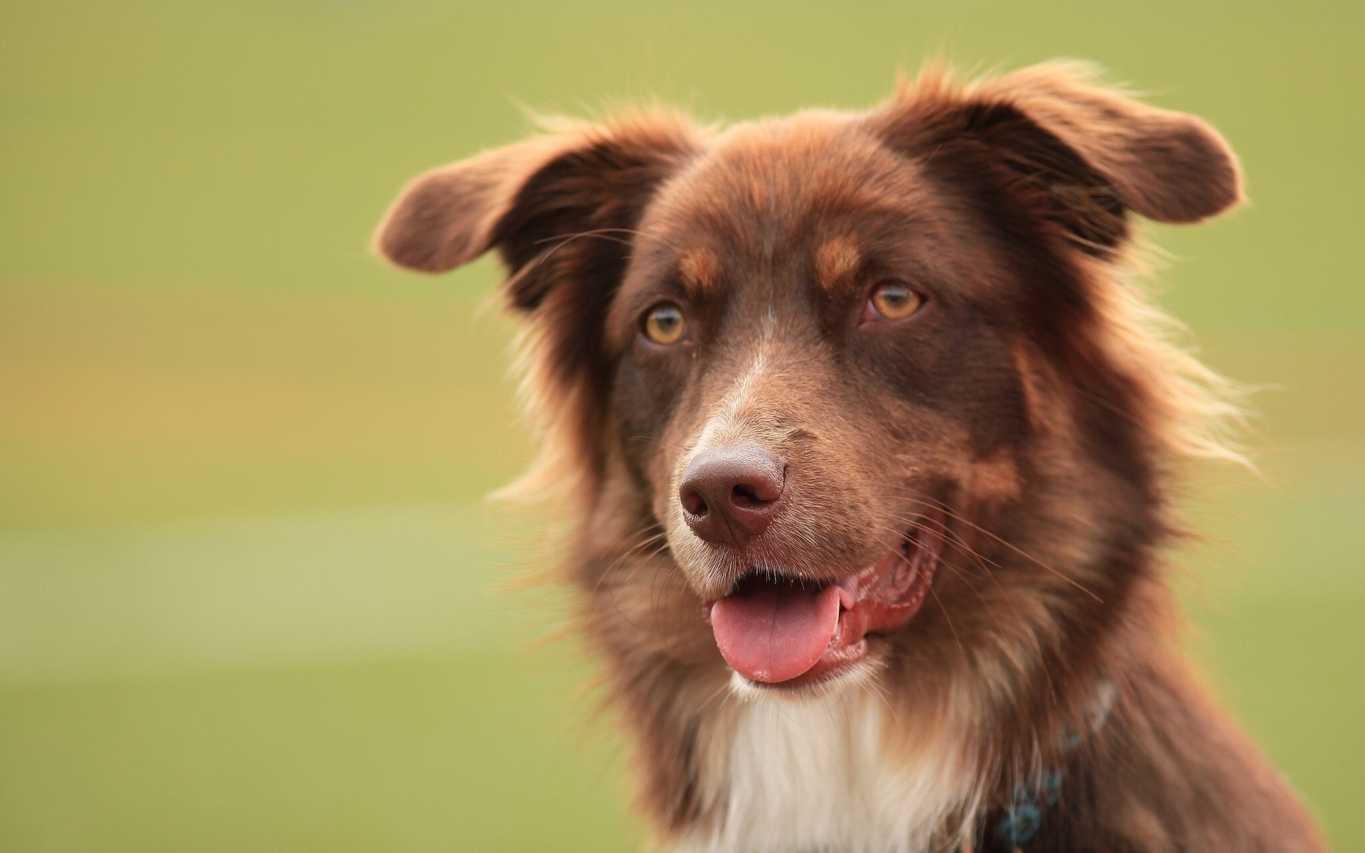 cães cão mamífero fofa animal de estimação cinegrafista animal retrato pele jovem filhote de cachorro visualização pastor pouco obediência língua raça pedigree