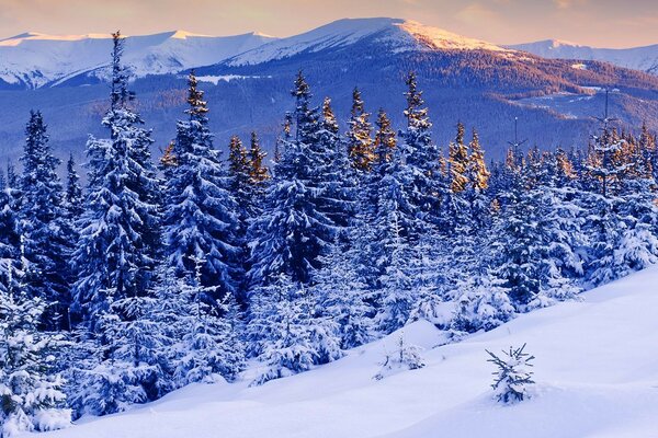 Paesaggio di conifere sullo sfondo delle montagne in inverno