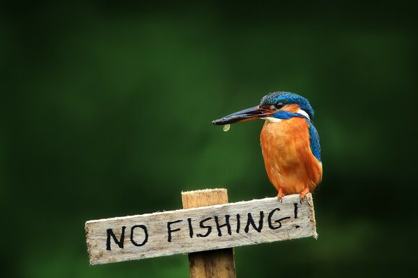 Uccello puntatore pesce No