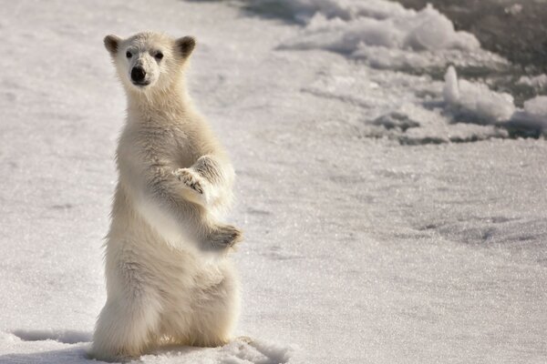 El oso polar blanco se encuentra en sus patas traseras