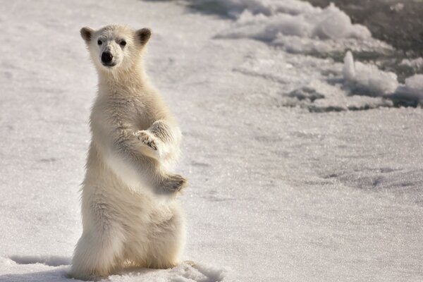 Un ours polaire blanc se tient sur ses pattes de derrière
