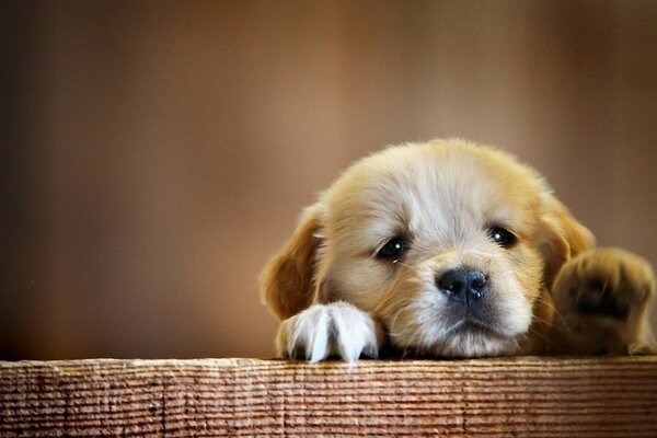 Cute puppy with sad eyes
