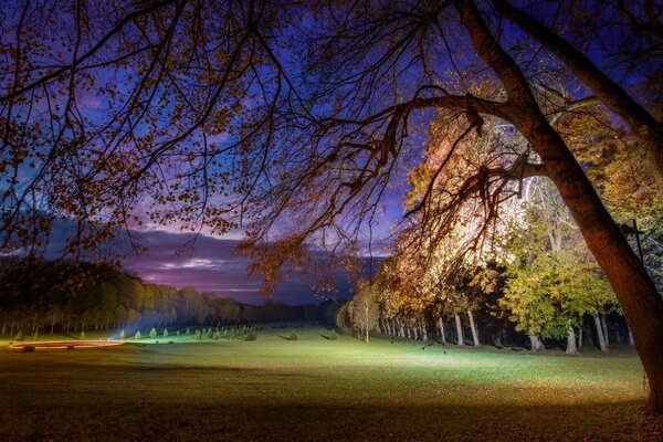 Evening forest edge sky