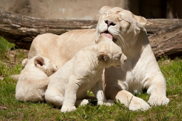 Feliz familia de leones blancos