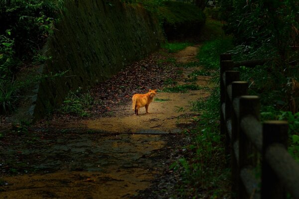 Grasso gatto rosso sul sentiero