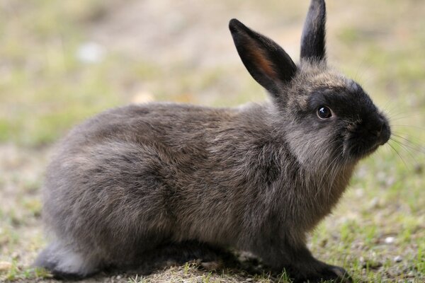 Ein flinker, schneller flauschiger Hase