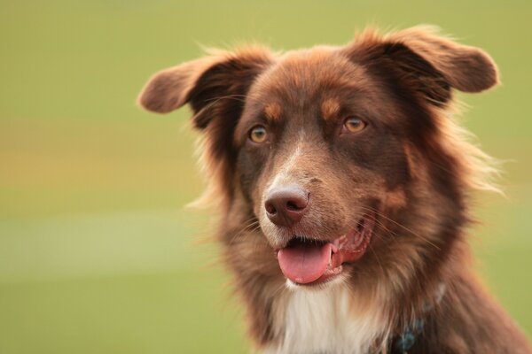 Brauner Hund mit ausgestreckter Zunge auf grünem Hintergrund