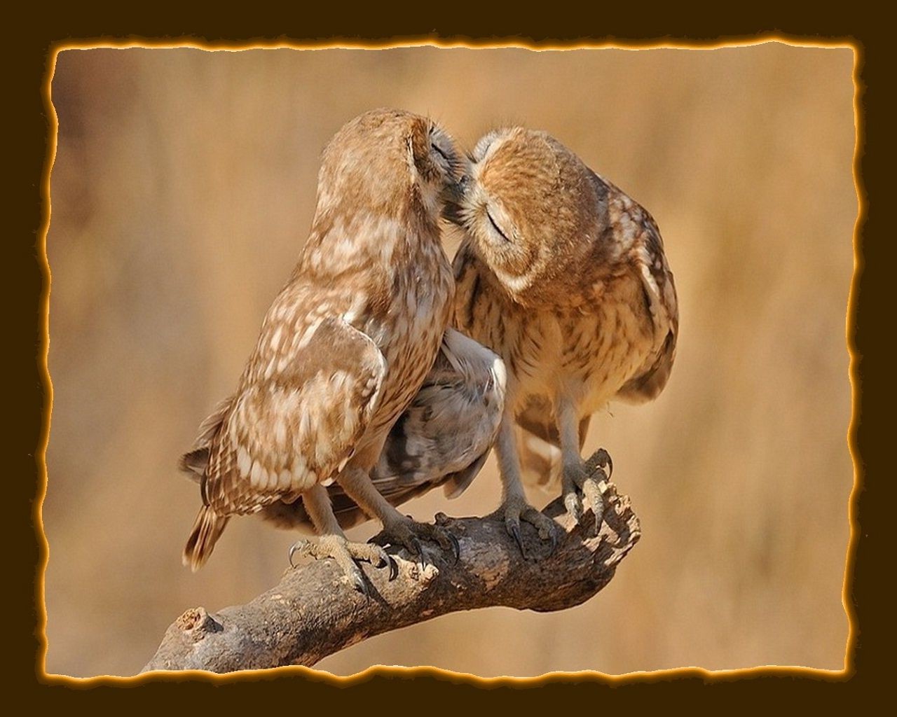 amoureux des animaux oiseau rapace hibou faune nature animal proie sauvage aigle prédateur chasseur faucon plume faucon à l extérieur bec avian portrait fauconnerie