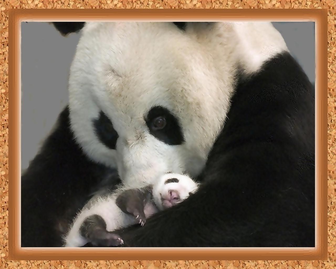 herbivores animal cute mammal panda portrait wildlife nature frosty fur looking baby young sit eye