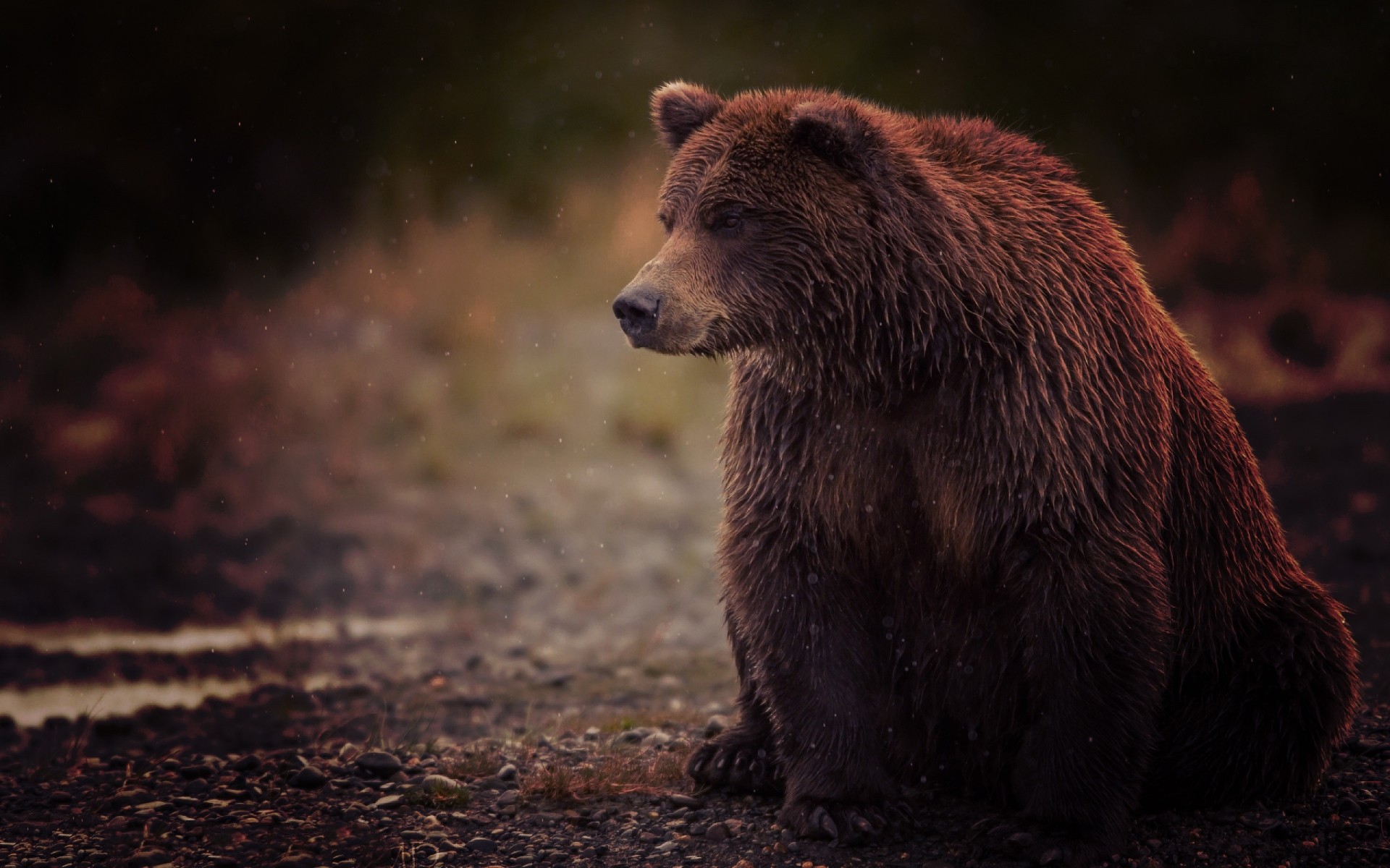 zwierzęta przyroda ssak na zewnątrz natura woda niedźwiedź