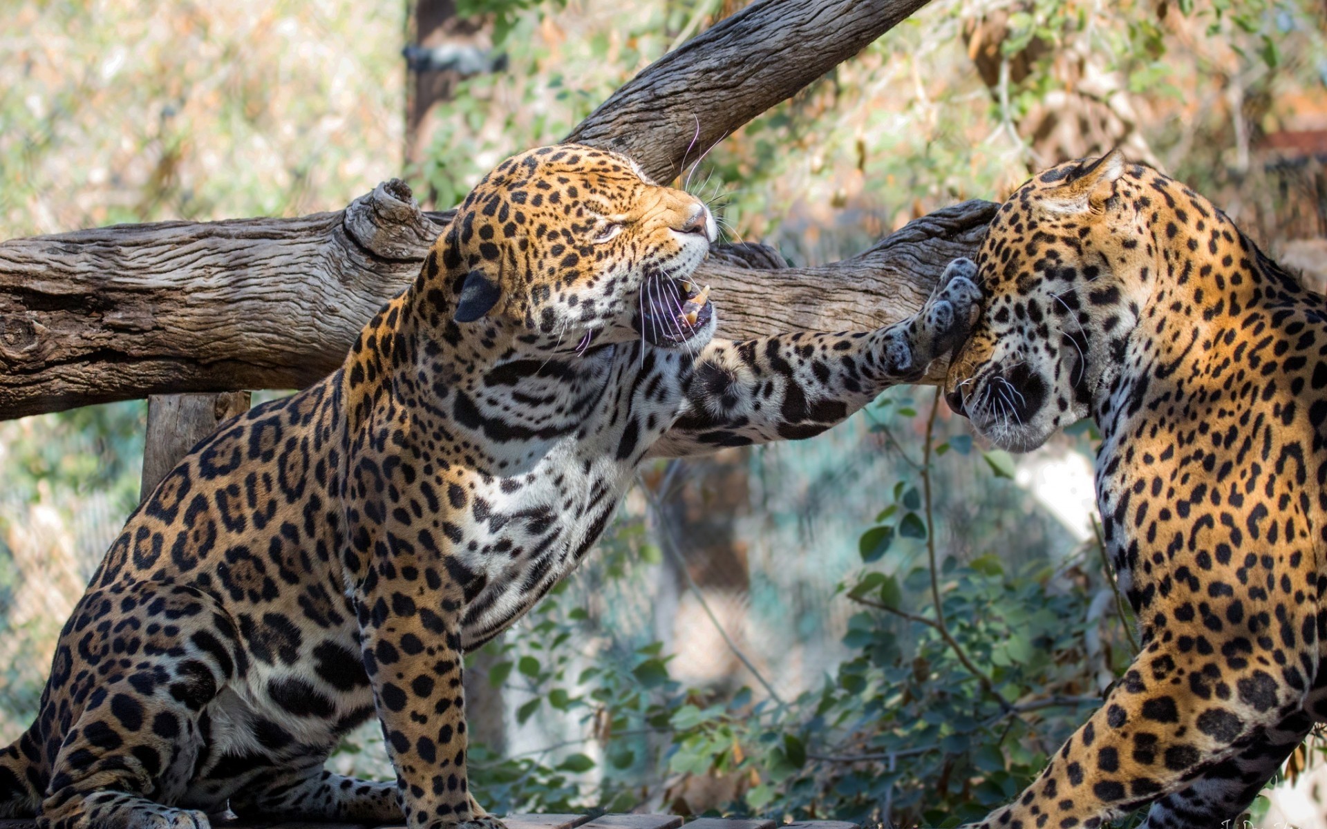 hayvanlar yaban hayatı leopar kedi memeli hayvan yırtıcı hayvan doğa safari vahşi hayvanat bahçesi et yiyen avcı orman büyük kürk avcılık panter jaguarlar