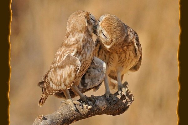 Baiser amoureux des hiboux sauvages