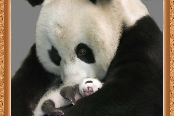 Panda mom holds her baby