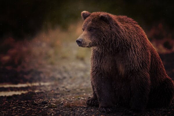 Braunbär in der Natur auf der Erde