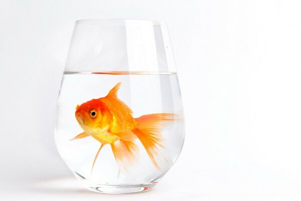 Goldfish in a glass of water