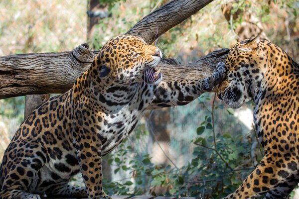 Two leopards play with each other