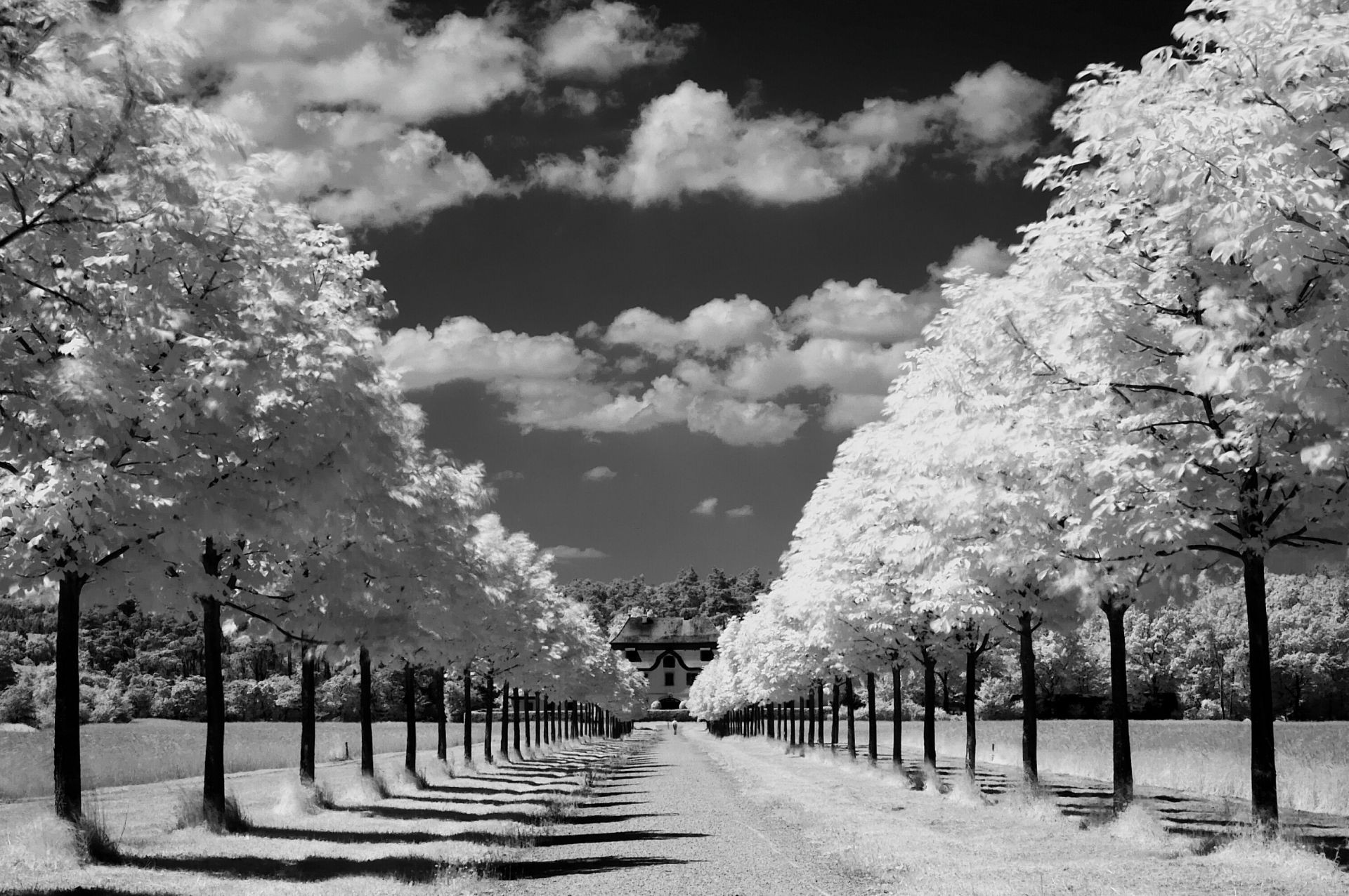 landscapes infrared tree landscape monochrome park snow nature