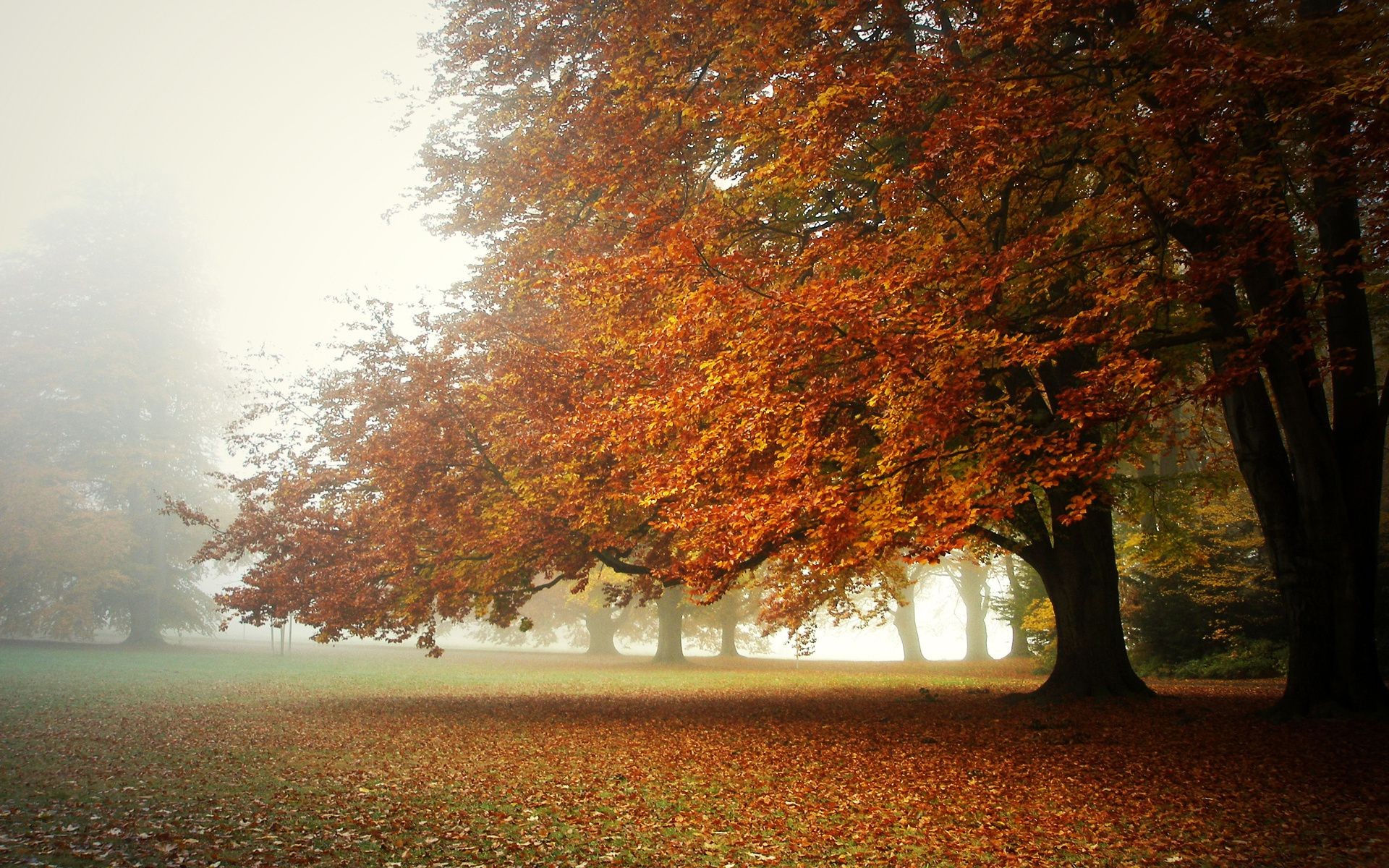 autumn fall tree leaf fog mist wood landscape dawn park nature season branch maple sun fair weather bright countryside outdoors haze