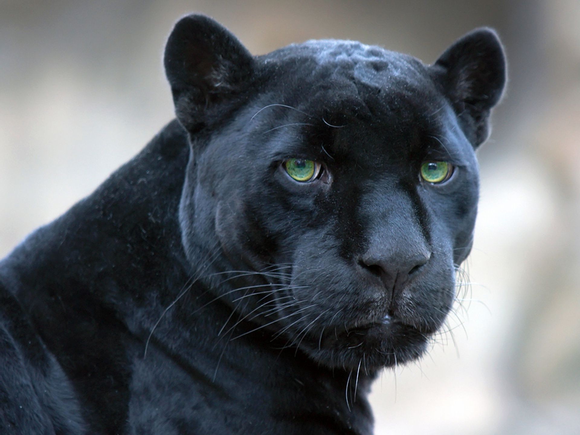 tiere säugetier tier porträt niedlich natur fell katze ansicht auge hund haustier ein