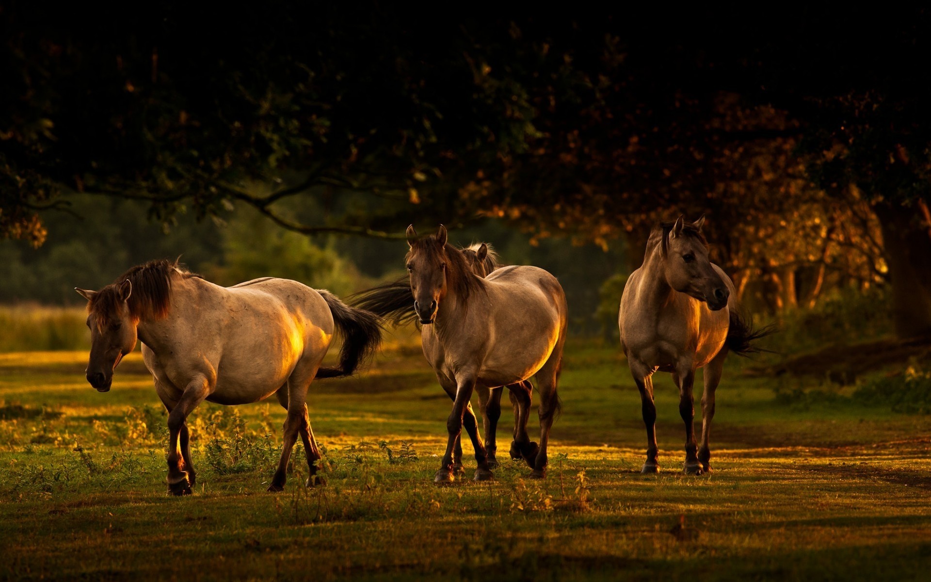 tiere mare kavallerie pferd säugetier tier hengst pferdezucht bauernhof weide feld pferd manet gras pony fohlen heuhaufen läufer lebende tiere landwirtschaft pferde landschaft wald