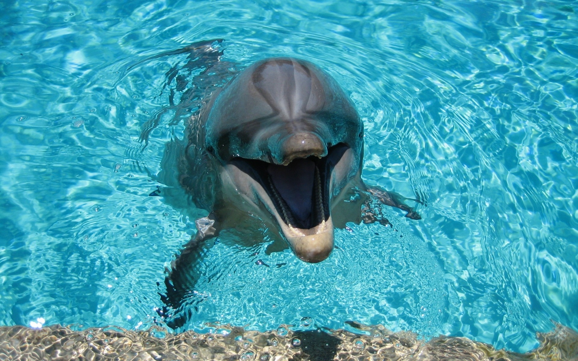 animais debaixo d água natação água mergulho oceano peixes nadador golfinho mar esportes aquáticos piscina fuzileiro naval snorkeling vida selvagem mergulho aquário flipper molhado água solteiro